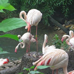 Jul. 2013 - Rhino Reserve - Greater Flamingos + Egg