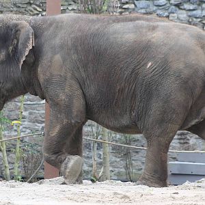 Asian elephant