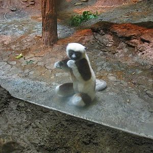 Jul. 2013 - Jungle Trails - Coquerel's Sifaka