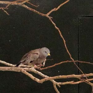 Jul. 2013 - Wings of the World - Croaking Ground Dove