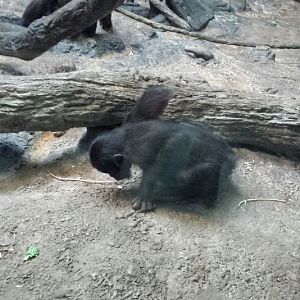 Jul. 2013 - Jungle Trails - Bonobo