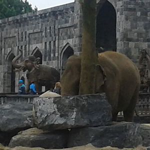 Part indoor enclosures Asian elephants