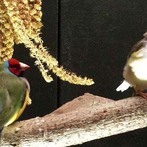 Jul. 2013 - Wings of the World - Gouldian Finches