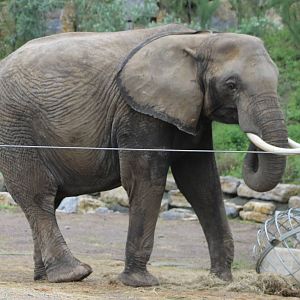 African elephant