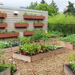 Jul. 2013 - New Vegetable Garden