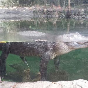 Jul. 2013 - Manatee Springs - American Alligator