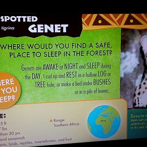 Jul. 2013 - Jungle Trails - New Genet Sign