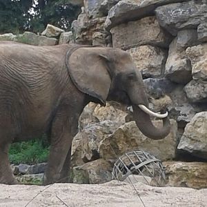 African elephant enclosure