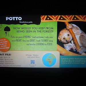 Jul. 2013 - Jungle Trails - New Potto Sign