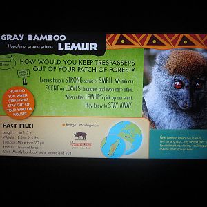 Jul. 2013 - Jungle Trails - New Bamboo Lemur Sign