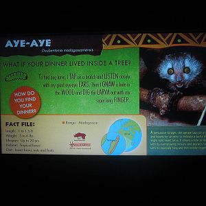 Jul. 2013 - Jungle Trails - New Aye-aye Sign