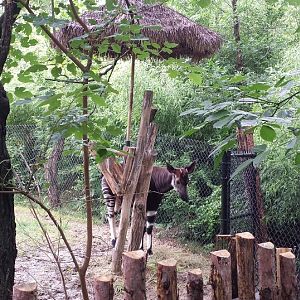 Jul. 2013 - Rhino Reserve - Okapi + New Hut