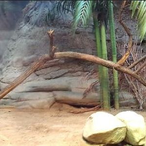 Jul. 2013 - Dragons! - Komodo Dragon Indoor Exhibit Panorama