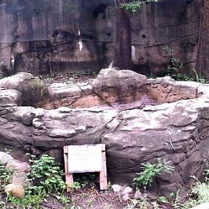 Jul. 2013 - Dragons! - Komodo Dragon  Outdoor Exhibit Panorama