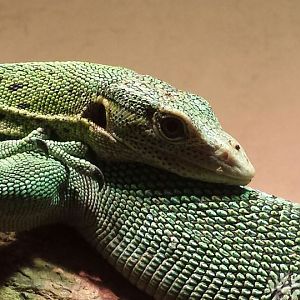 Jul. 2013 - Dragons! - Green Tree Monitor