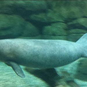 Jul. 2013 - Manatee Springs - Florida Manatee