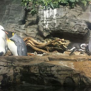 Jul. 2013 - Wings of the World - King + Magellanic Penguins