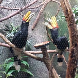 Jul. 2013 - Wings of the World - Rhinoceros Hornbills