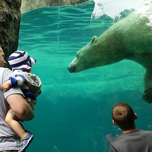 Jul. 2013 - Lords of the Arctic - Polar Bear