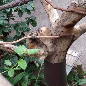Jul. 2013 - Discovery Forest - Linnaeus's Two-toed Sloth