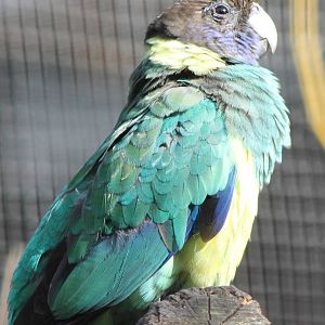 Port Lincoln parakeet