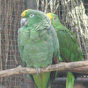 2 different subspecies of Yellow-crowned amazone parrots