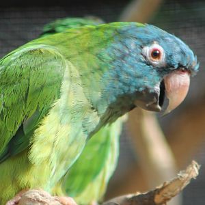 Blue-crowned conure