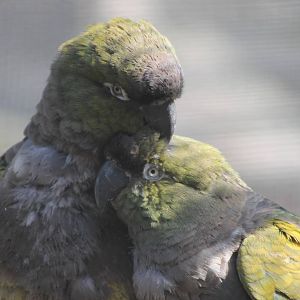 Patagonian conures