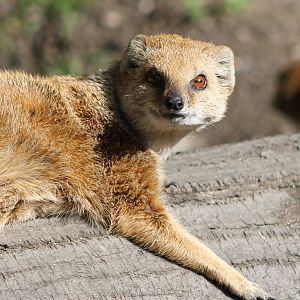 yellow mongoose