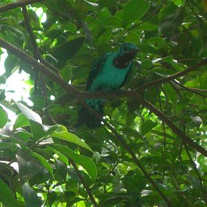 Spangled Cotinga