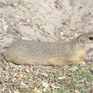 European Souslik (Spermophilus citellus)