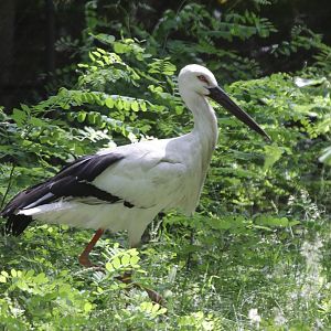 Oriental White Stork (Ciconia boyciana)