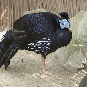 Crested Fireback (Lophura ignita rufa) male