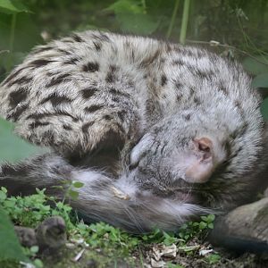 Feline Genet (Genetta felina)