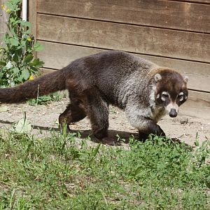 White-nosed Coati (Nasua narica)