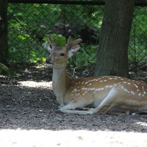 Vietnamese Sika (Cervus nippon pseudaxis)