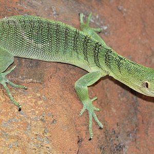 Green tree monitor