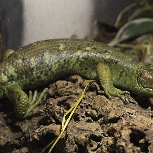 Solomon Giant skink