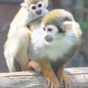 Squirrel monkey with young