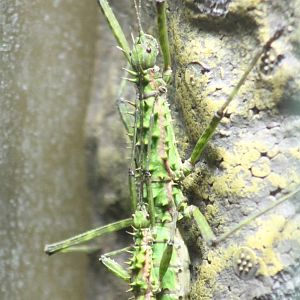 Mating stick-insects ID needed