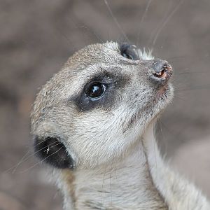 Portrait meerkat