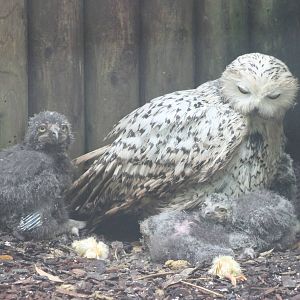 Snowy owl with chicks and chicks