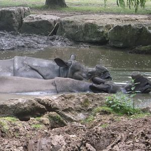 Indian Rhinoceros Bathing, Chester, 6/7/2013