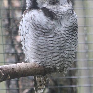 Hawk owl