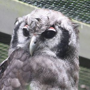 Milky eagle-owl