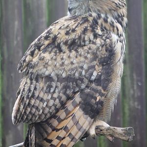European eagle-owl