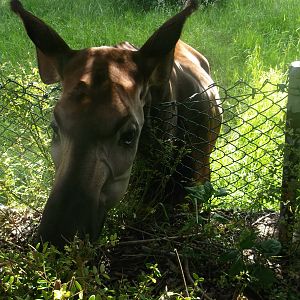 Okapi, Chester, 6.7.2013