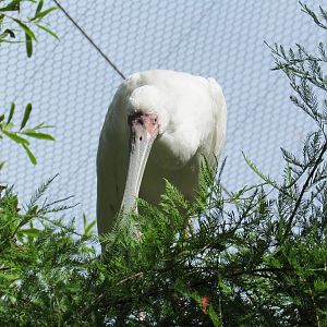 African Spoonbill