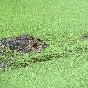 American Alligator