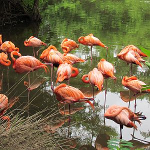American Flamingo Group